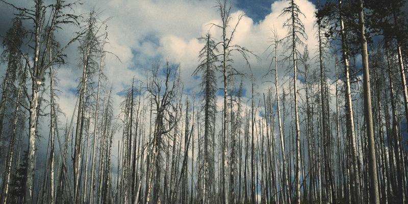 Zen Villas Bali：坐拥私人沙滩与绝美日落的一线奢华别墅预订指南